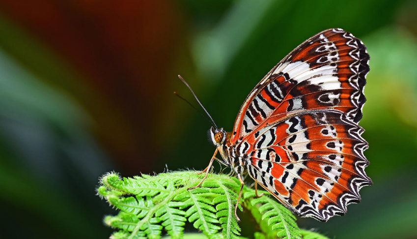 quelles-sont-les-règlementations-en-matière-de-biodiversite