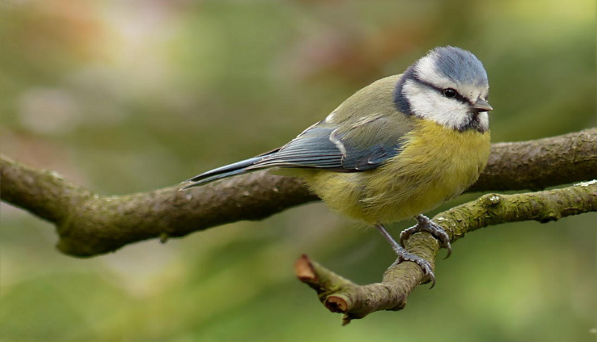 pourquoi-ce-printemps-est-il-si-silencieux