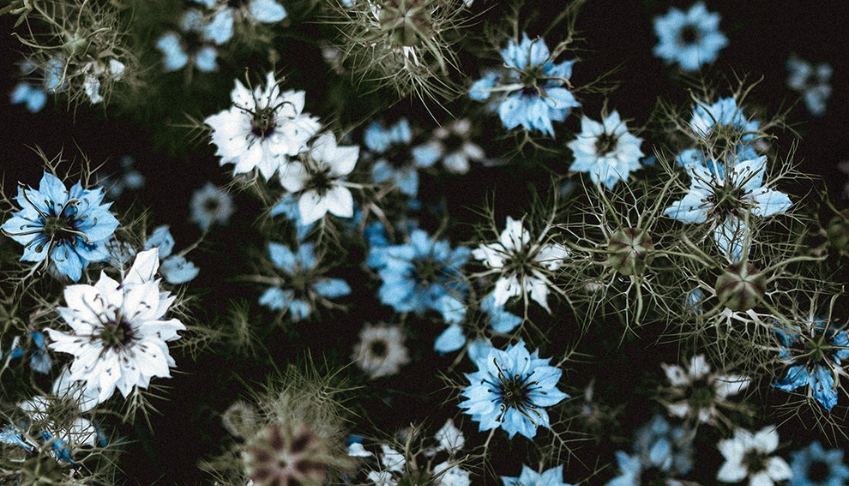 biodiversite-changement-climatique