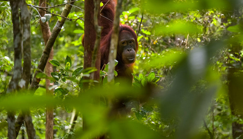 rapport-ipbes-diagnostic-sur-letat-de-la-biodiversite
