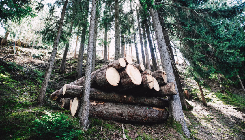 surexploitation-des-ressources-naturelles