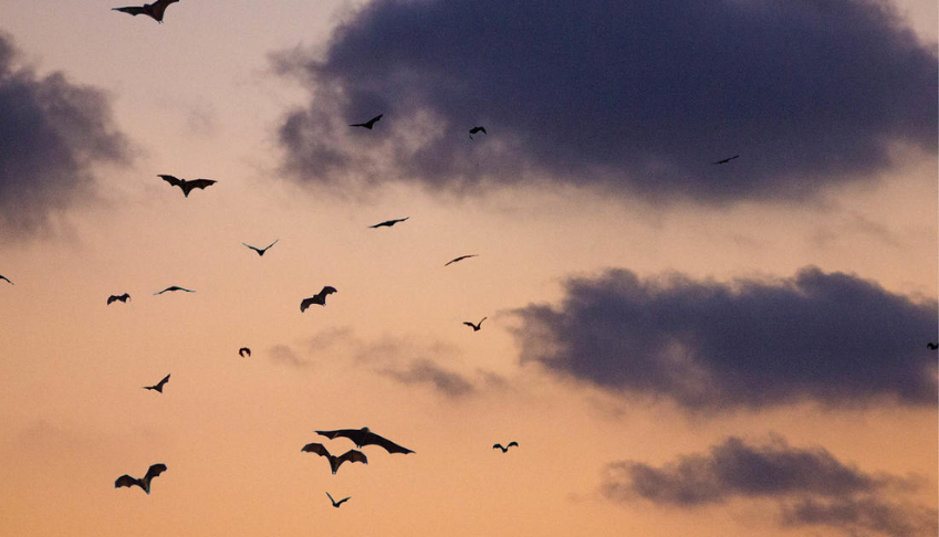 sante-et-biodiversite