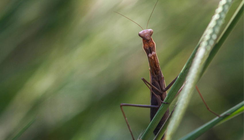 pourquoi-on-sen-fout-de-la-biodiversite