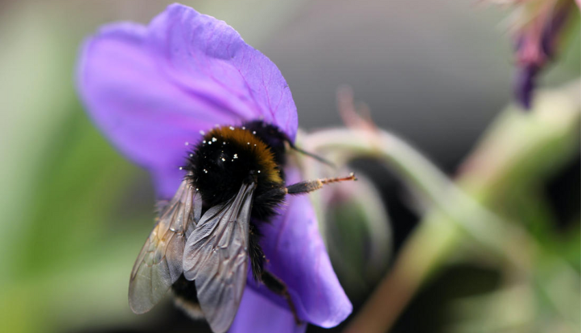 reintroduction-des-neonicotinoides-retour-des-pesticides-dabeilles
