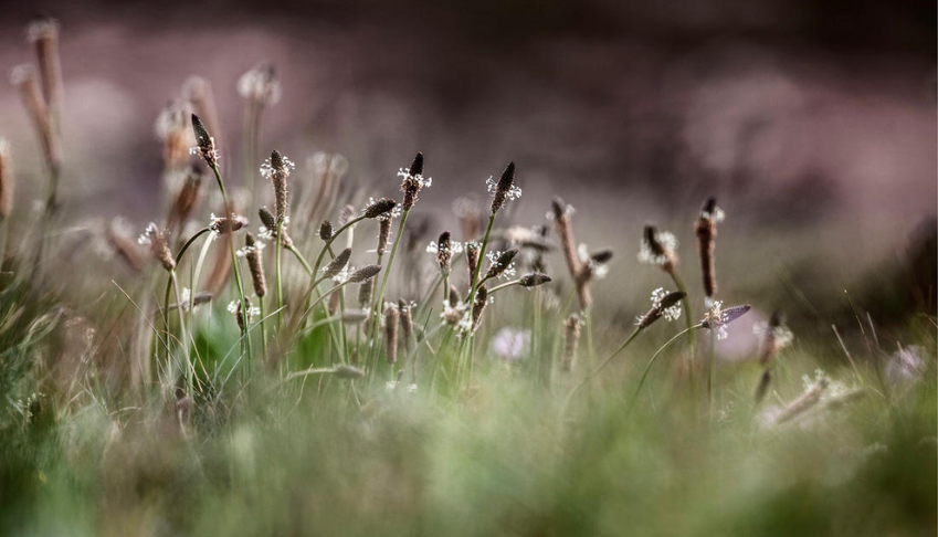 la-biodiversite-socle-economique-de-nos-activites