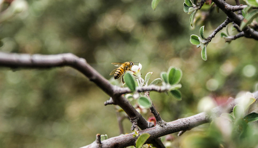 pourquoi-integrer-des-insectes-pollinisateurs-dans-mon-entreprise