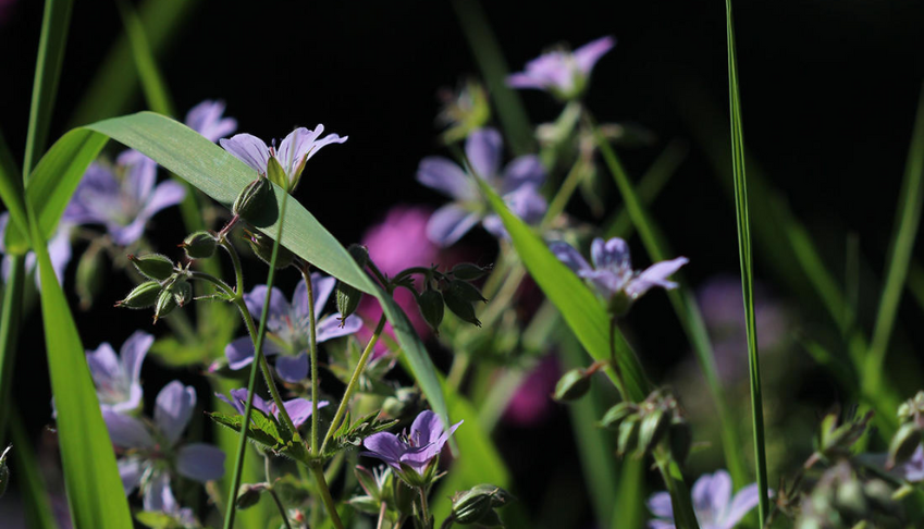 piloter-demarche-biodiversite-integrer-strategie-rse