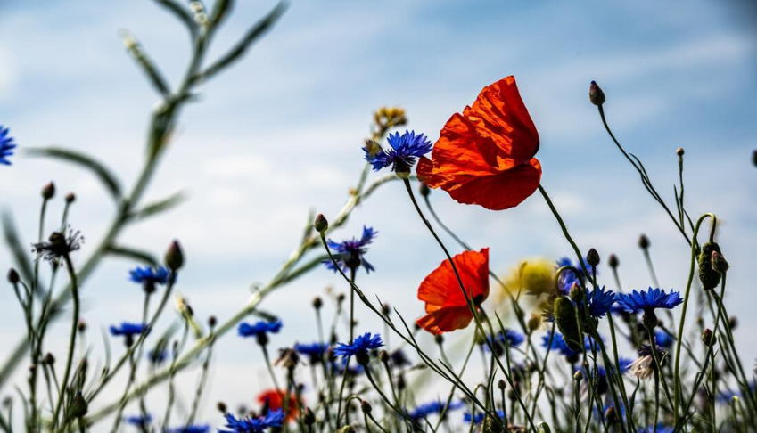 lerosion-de-la-biodiversite-un-risque-majeur-pour-les-entreprises
