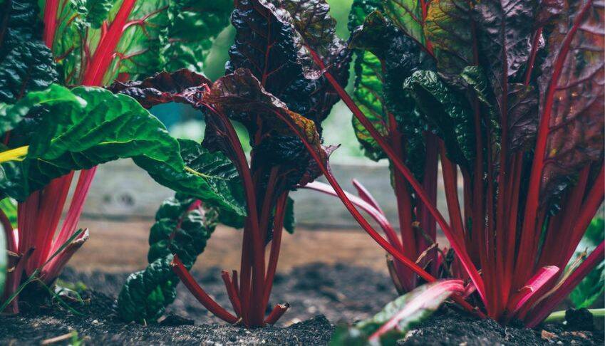 Démarche Biodiversité de CDC Habitat