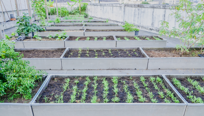 Les différentes formes d'agriculture urbaine et les innovations