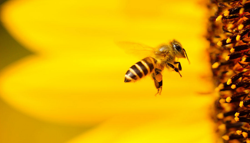 apiculture-urbaine-ses-vertus-et-ses-limites