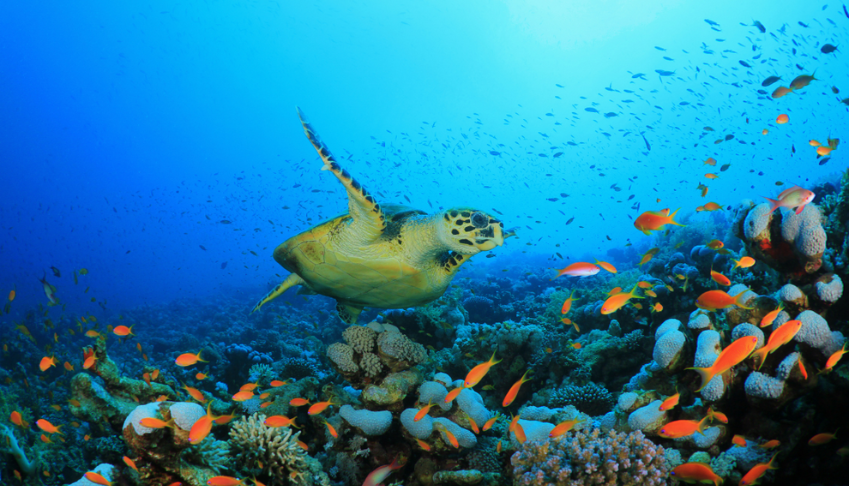 biodiversite-ce-qui-change-en-2022