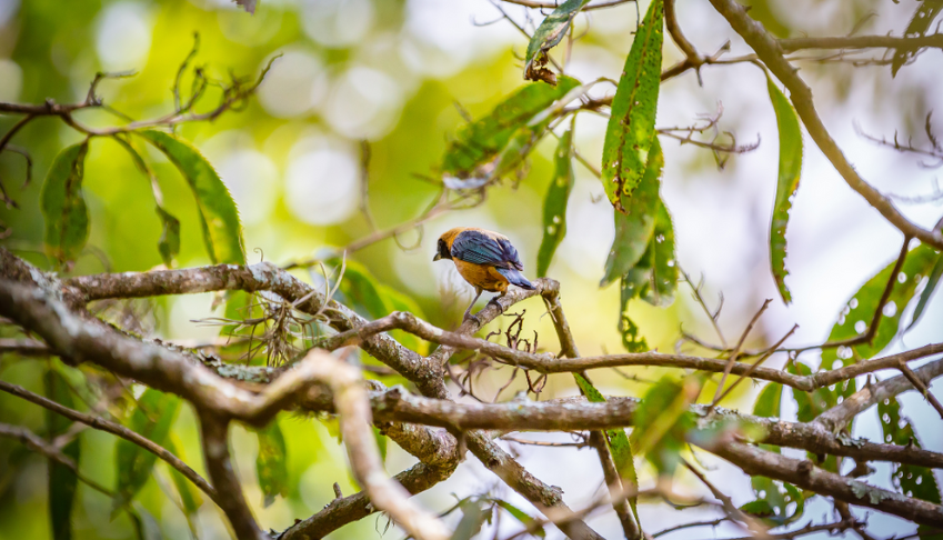 cop15-un-nouveau-cadre-mondial-pour-la-biodiversite