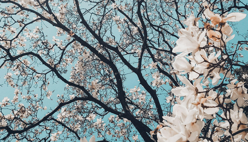 pourquoi-realiser-un-audit-biodiversite