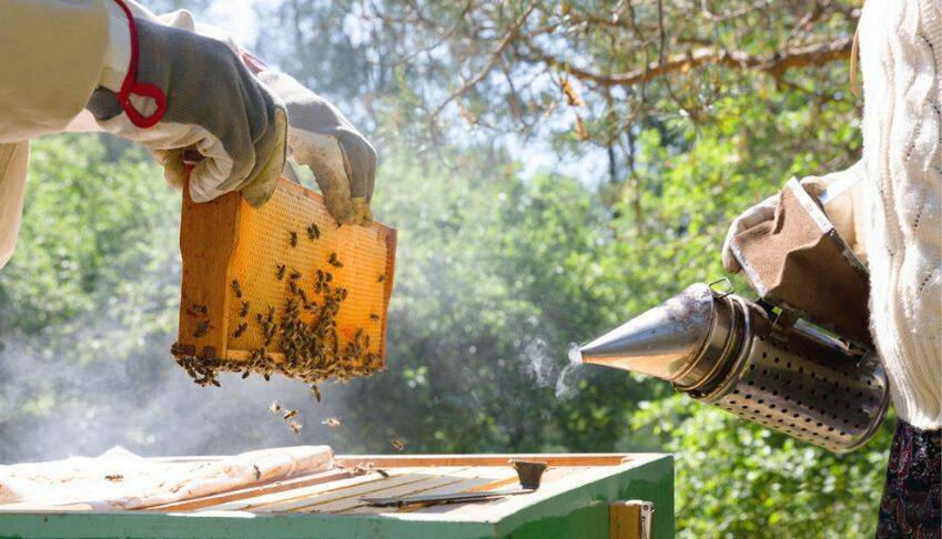 Raison d'être de Bees Dream