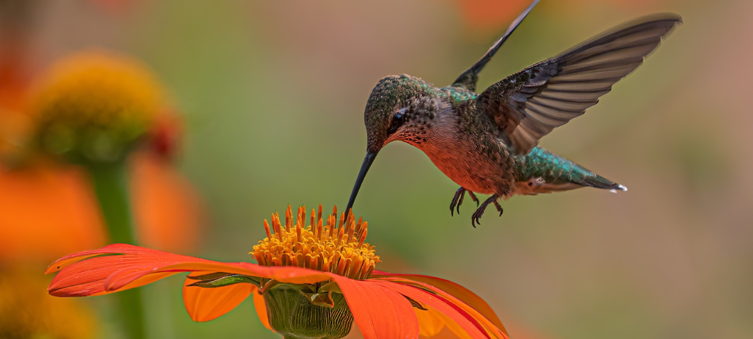 climat-et-biodiversite-meme-combat