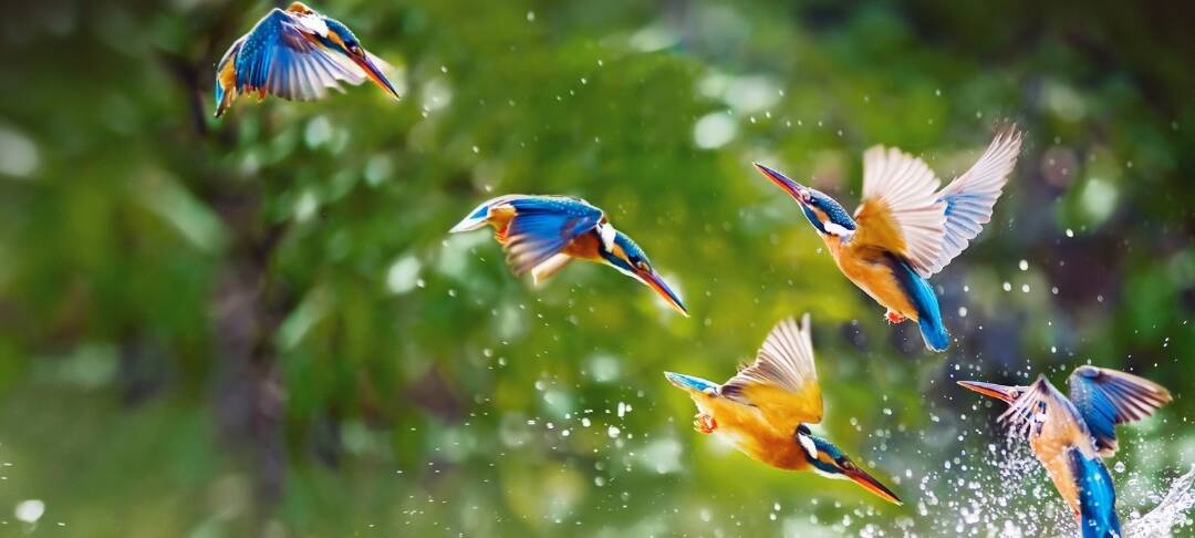 Diag'Impact Biodiversité