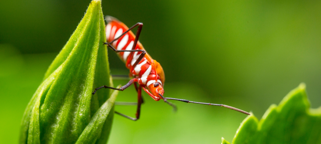 « On se fait une image des insectes à partir des rares qui nous ennuient », entretien avec François Lasserre !