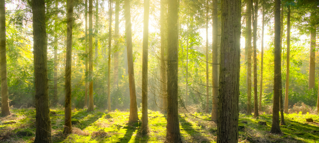 Entreprises & forêts : l'urgence de la zéro-déforestation