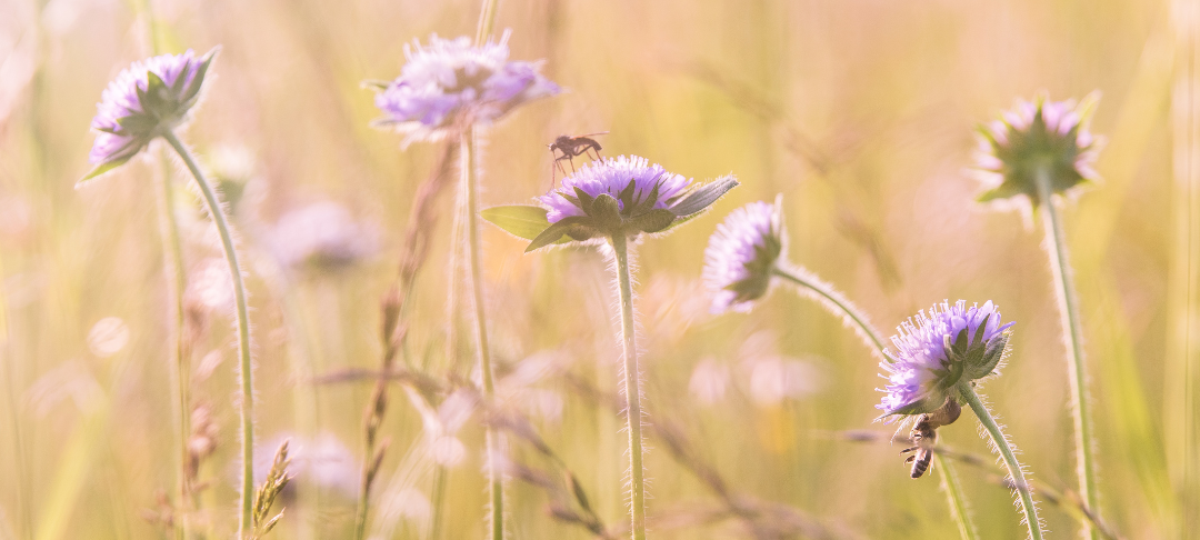 Comment agir pour la biodiversité à différentes échelles ?