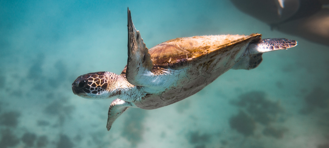 Climat et biodiversité : deux stratégies à accorder !