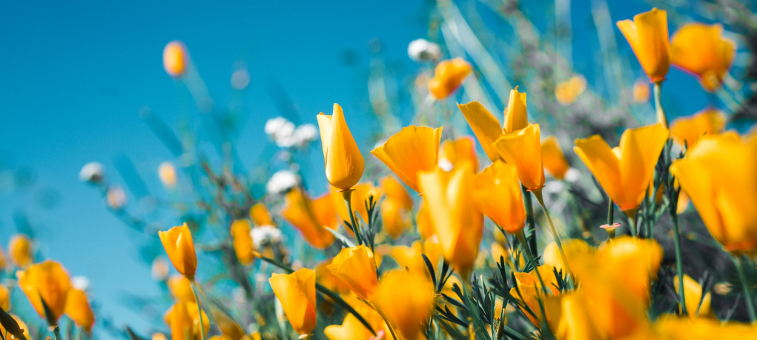 Pourquoi et comment les entreprises soutiennent des projets (ré)générateurs de biodiversité ?