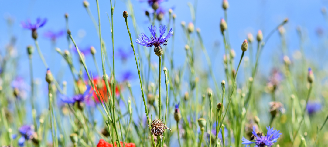Matinée Biodiversité