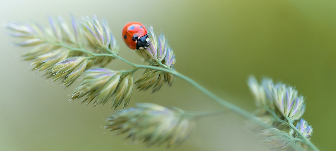Pourquoi et comment participer à la préservation des insectes, ces mal-aimés de la biodiversité ?
