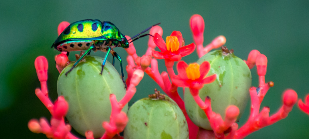 Stratégie biodiversité & stratégie climat : des synergies à développer !