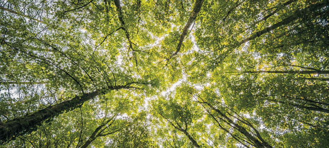 ACT pas à pas : 5 étapes pour définir & mettre en œuvre sa stratégie de décarbonation !