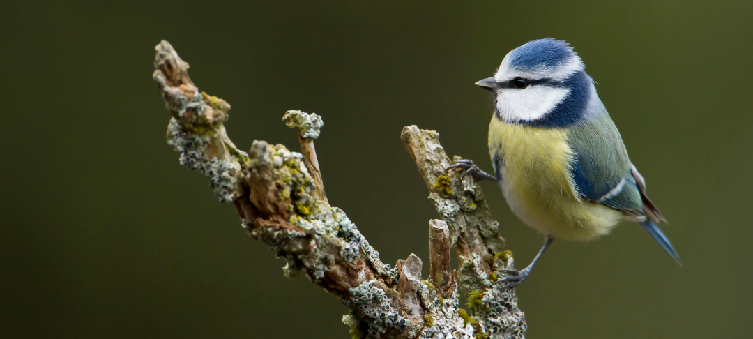Biodiversité sur site