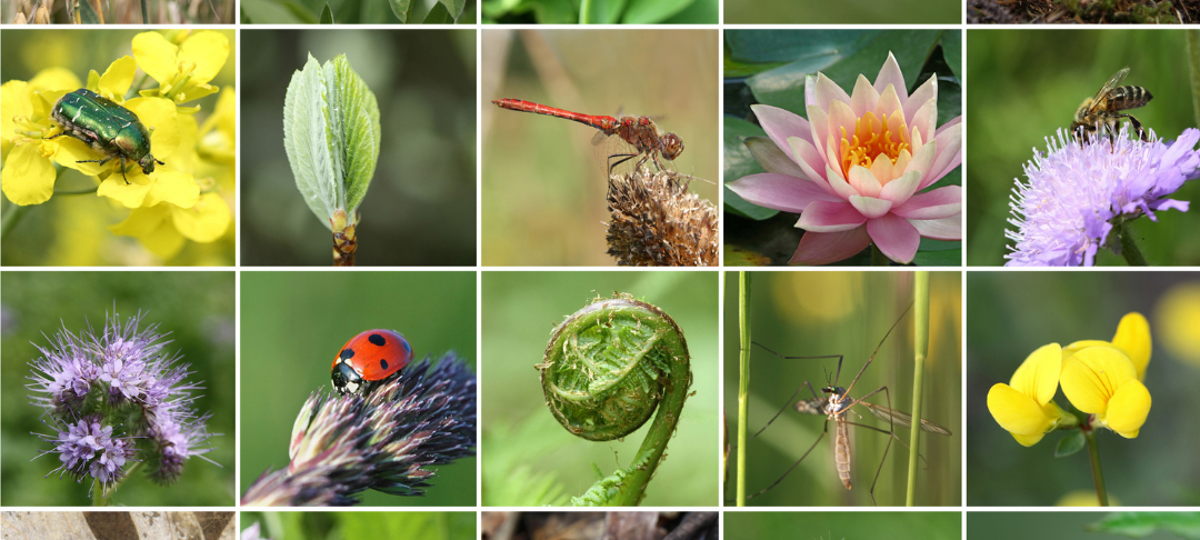 animer fresque de la biodiversité