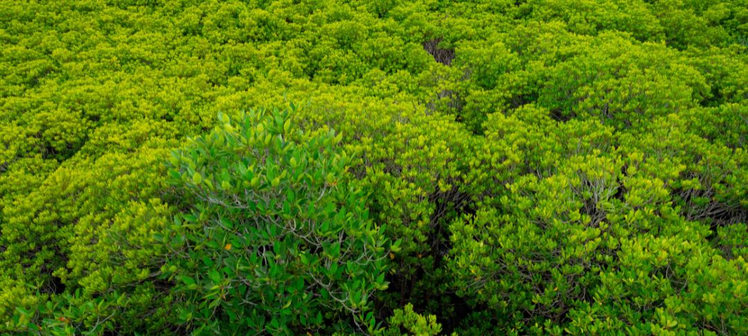 ACT pas à pas stratégie climat ekodev