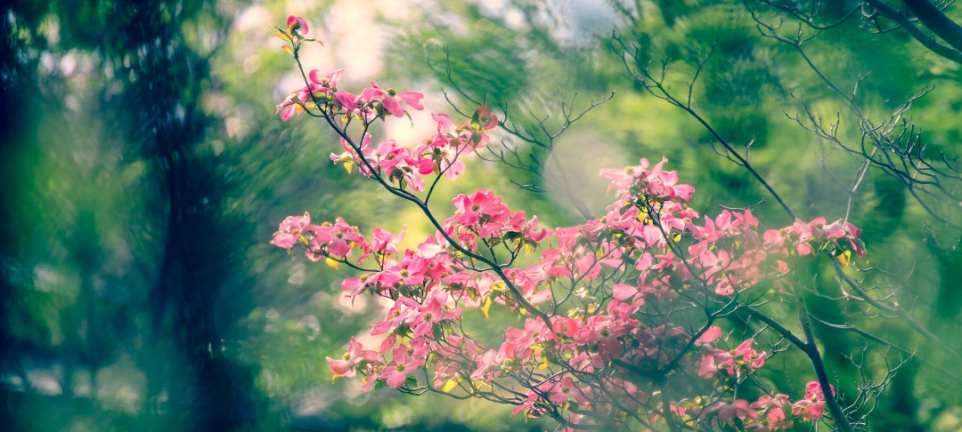 Masterclass EcoVadis