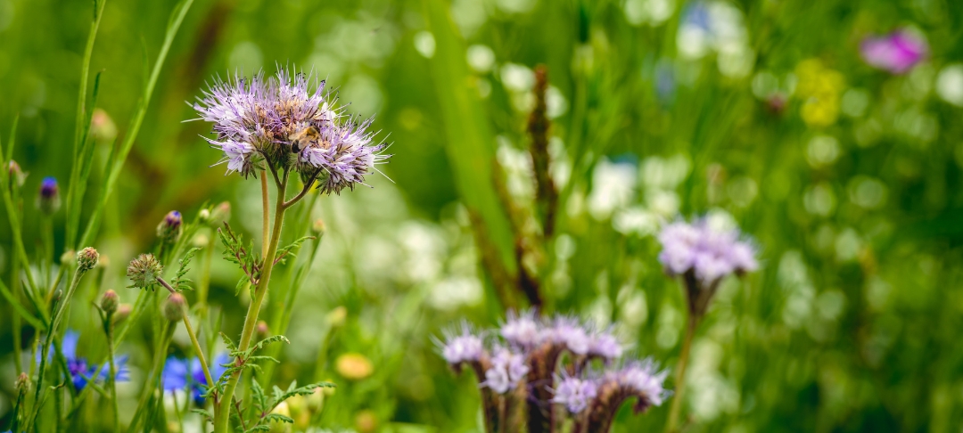 Biodiversité Où commencer